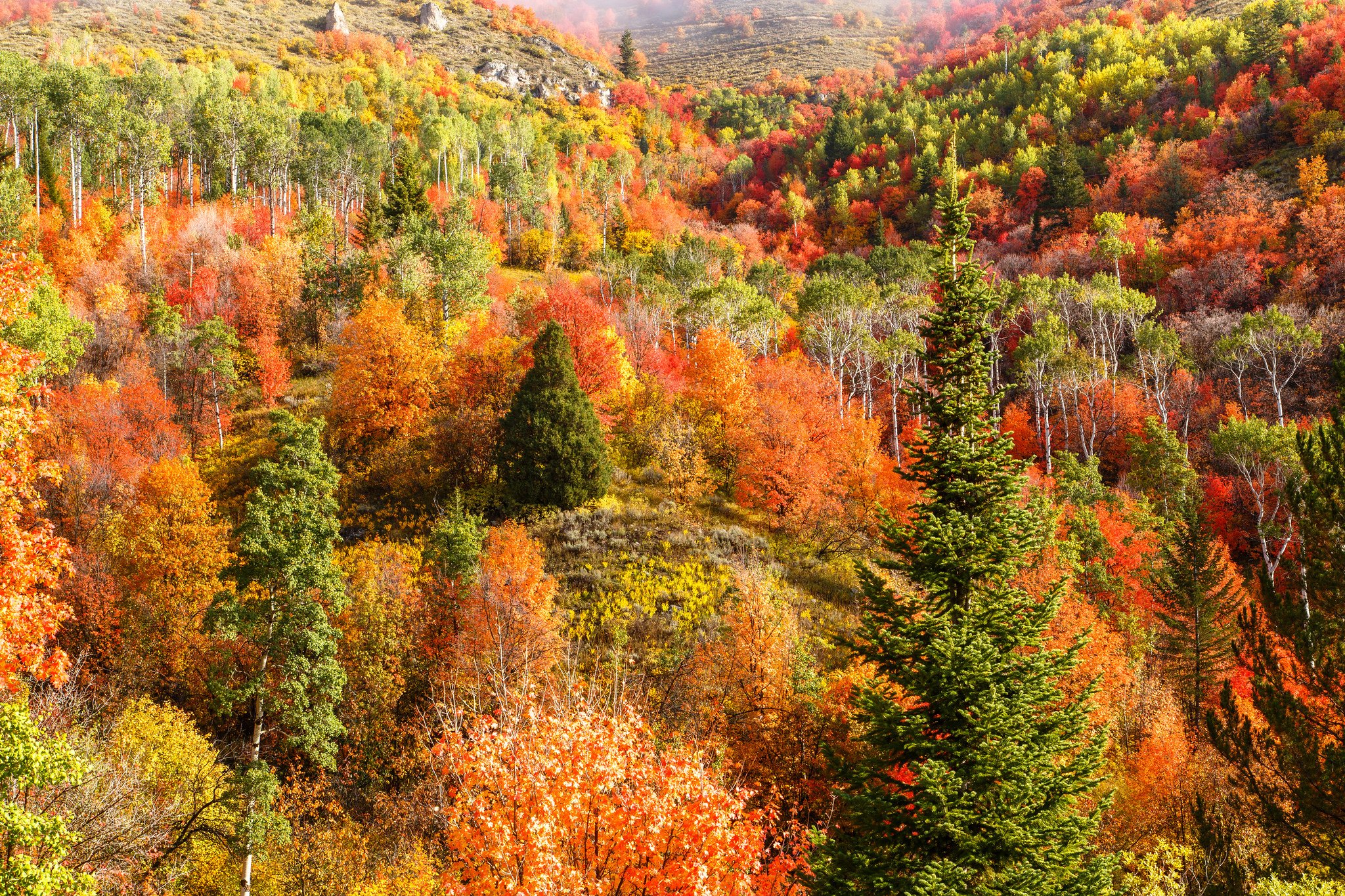 Forest Trees Nature Landscape Tree Autumn Wallpapers Hd Desktop