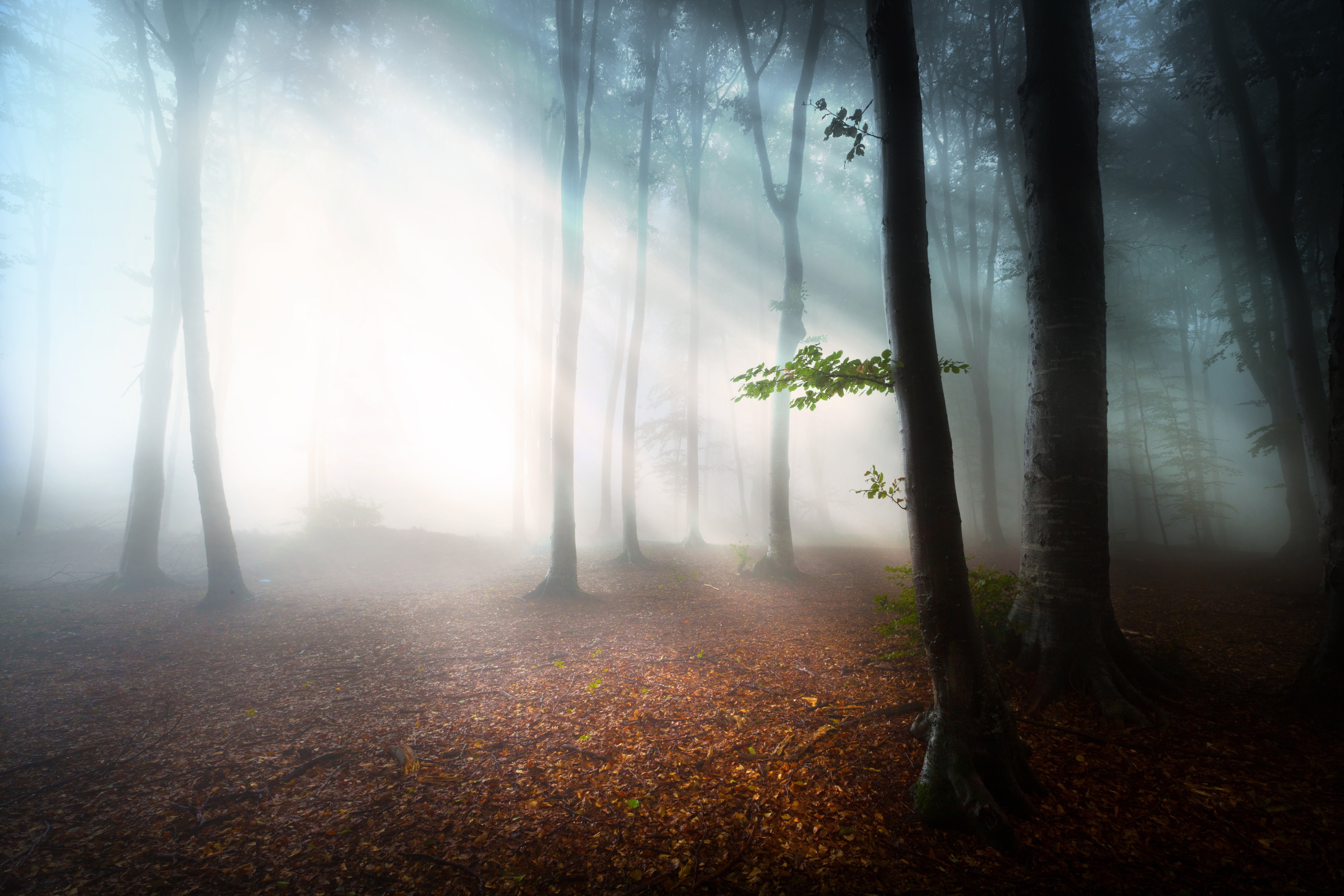 forest, Trees, Nature, Landscape, Tree, Autumn Wallpaper