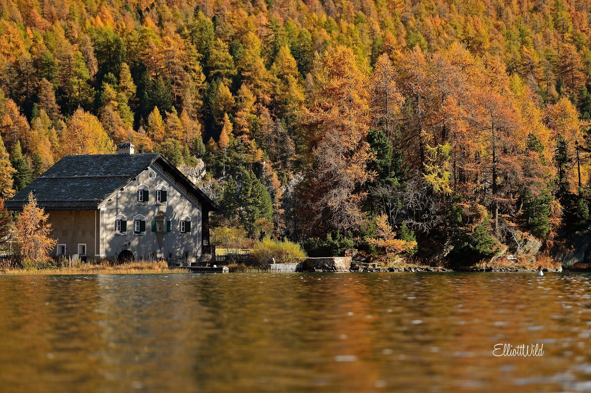 forest, Trees, Nature, Landscape, Tree, Autumn Wallpaper