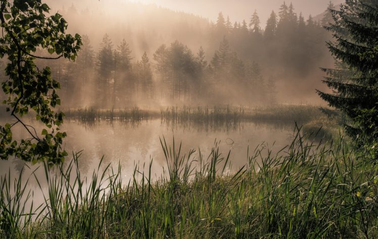 forest, Trees, Nature, Landscape, Tree, Autumn