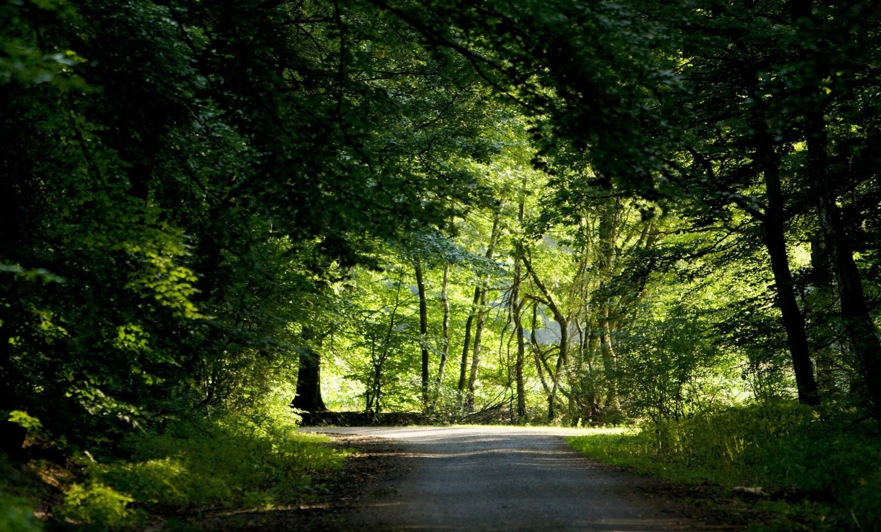 forest, Trees, Nature, Landscape, Tree, Autumn Wallpaper