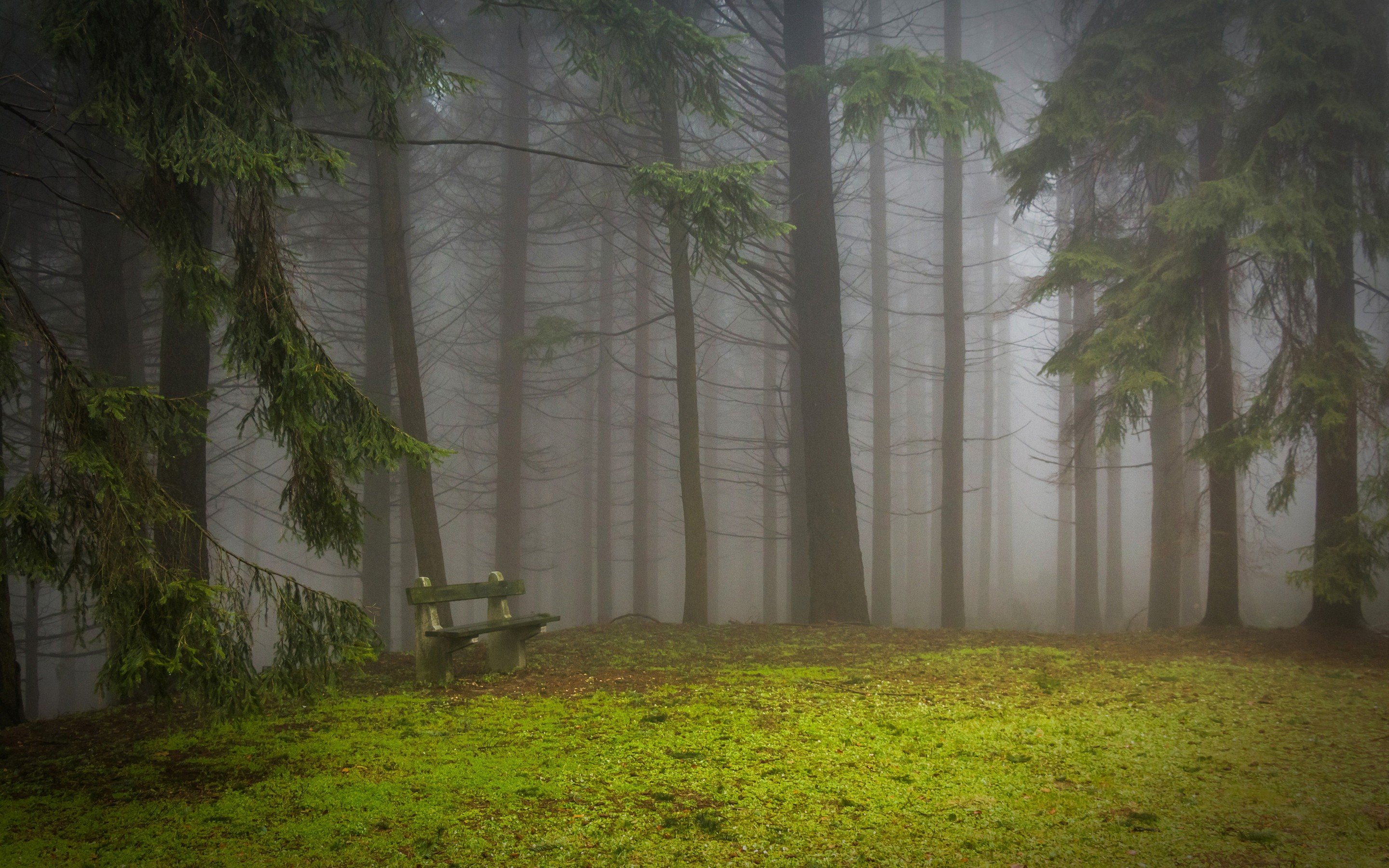 forest, Trees, Nature, Landscape, Tree, Autumn Wallpaper