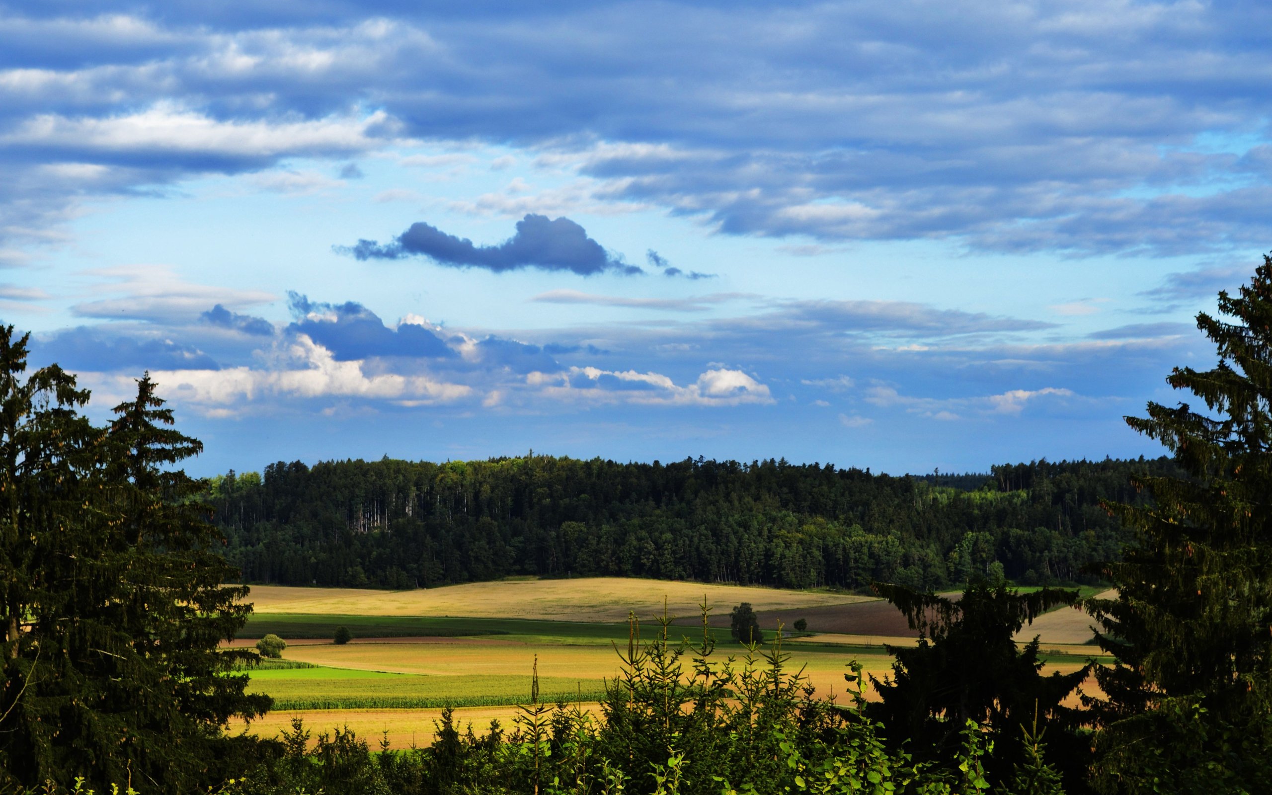 forest, Trees, Nature, Landscape, Tree Wallpaper