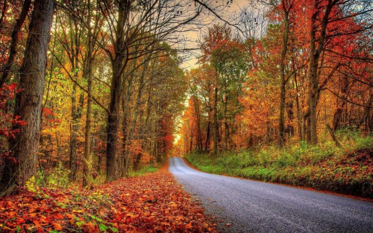 forest, Trees, Nature, Landscape, Tree, Autumn