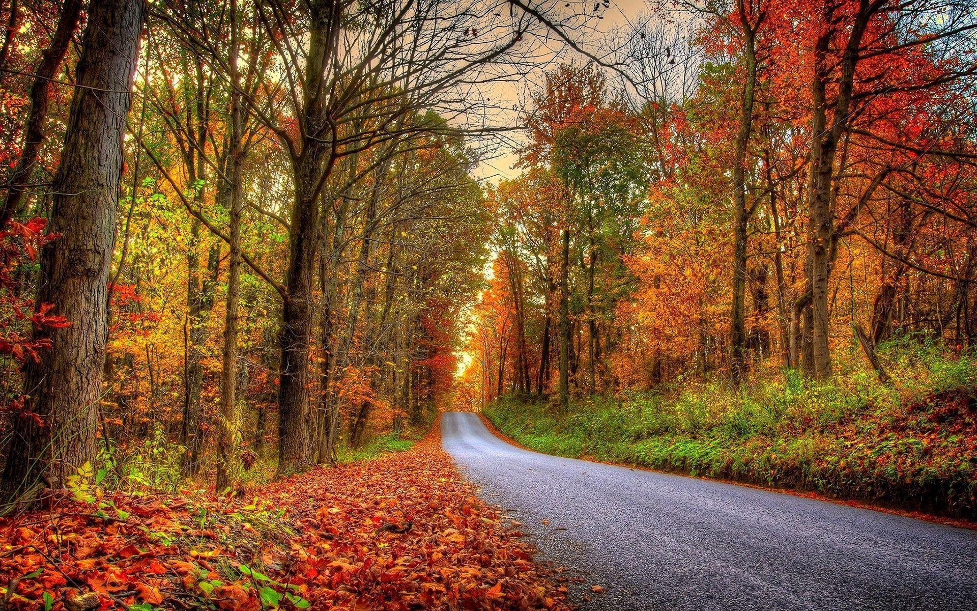 forest, Trees, Nature, Landscape, Tree, Autumn Wallpaper
