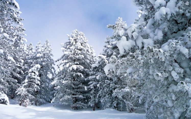 forest, Trees, Nature, Landscape, Tree, Winter HD Wallpaper Desktop Background