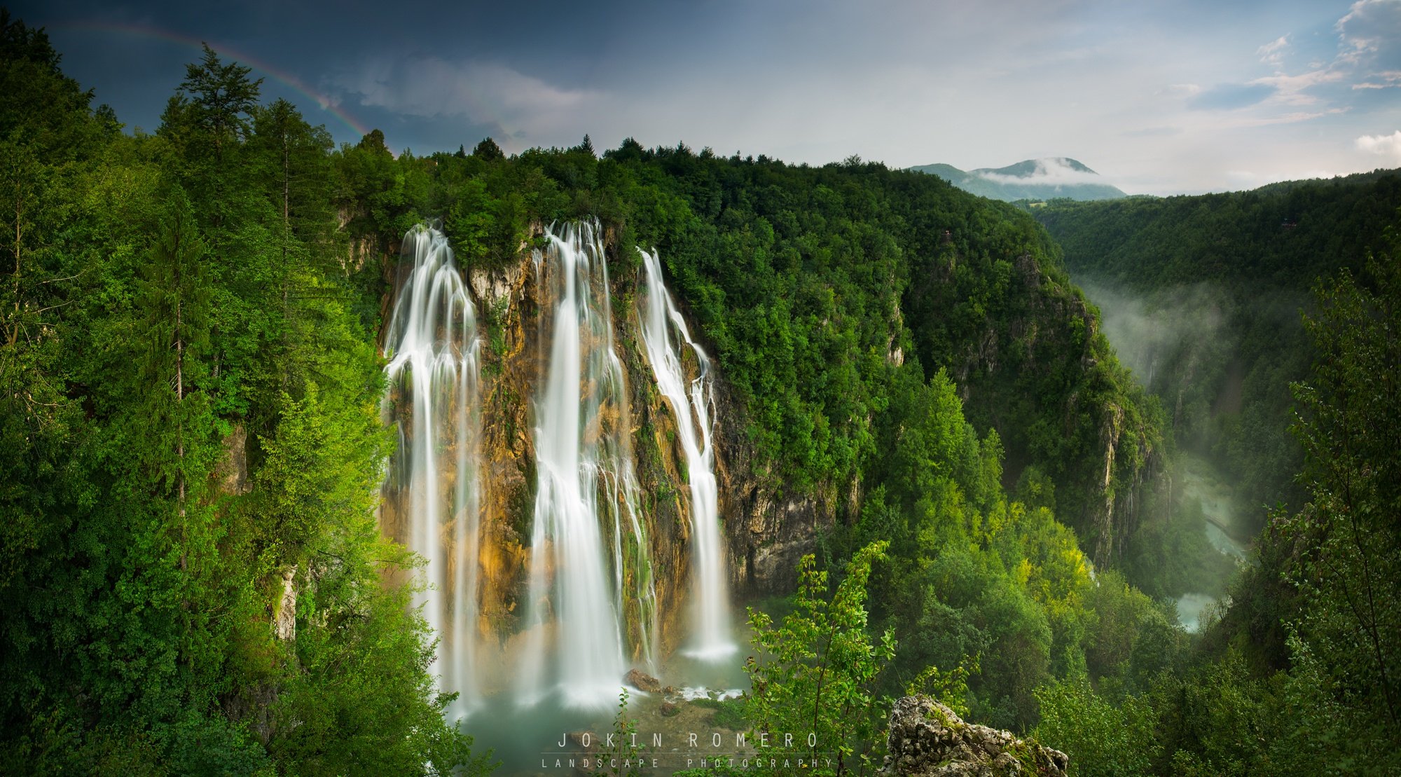 forest, Trees, Nature, Landscape, Tree Wallpaper