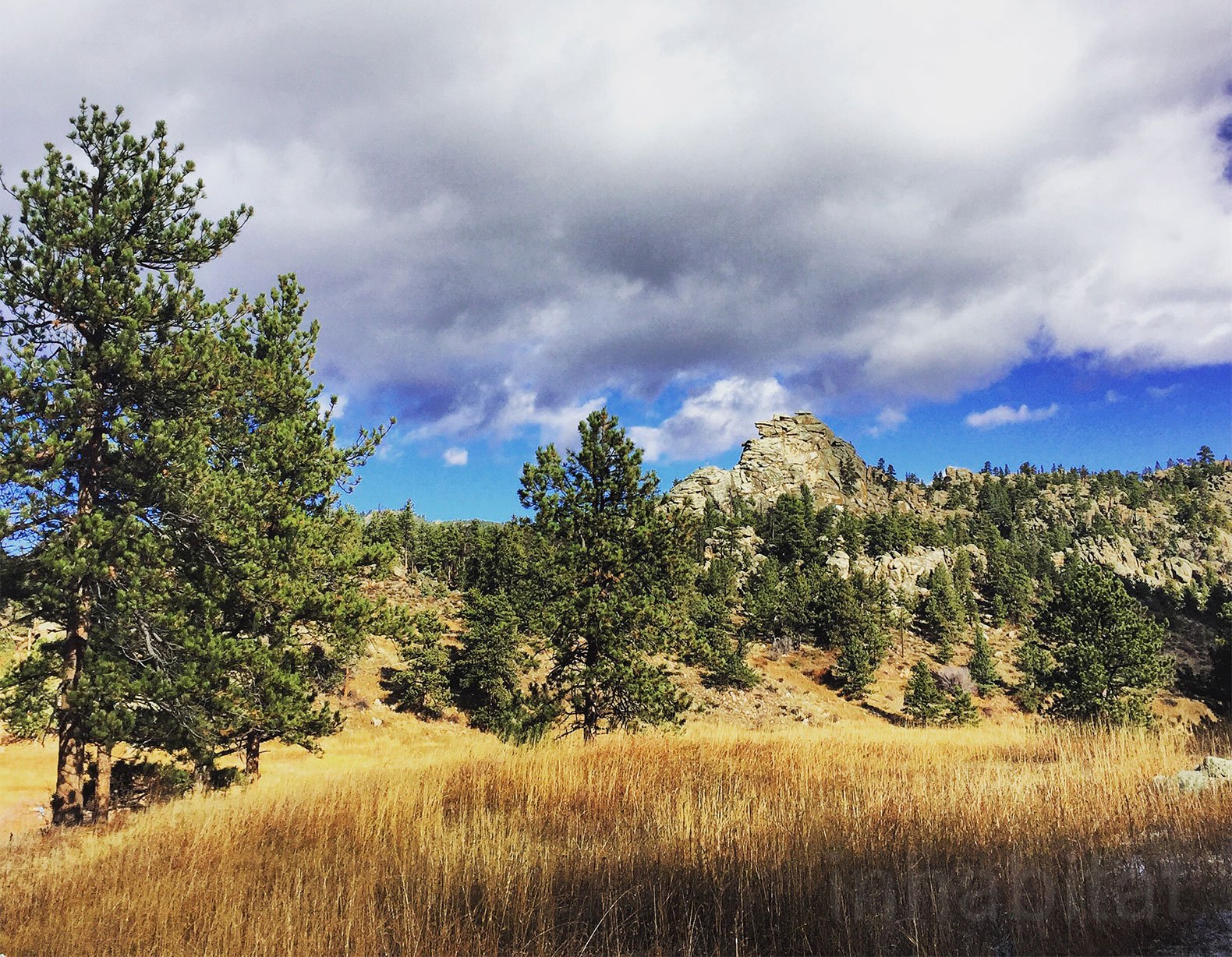 forest, Trees, Nature, Landscape, Tree Wallpaper