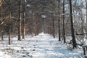 forest, Trees, Nature, Landscape, Tree, Winter