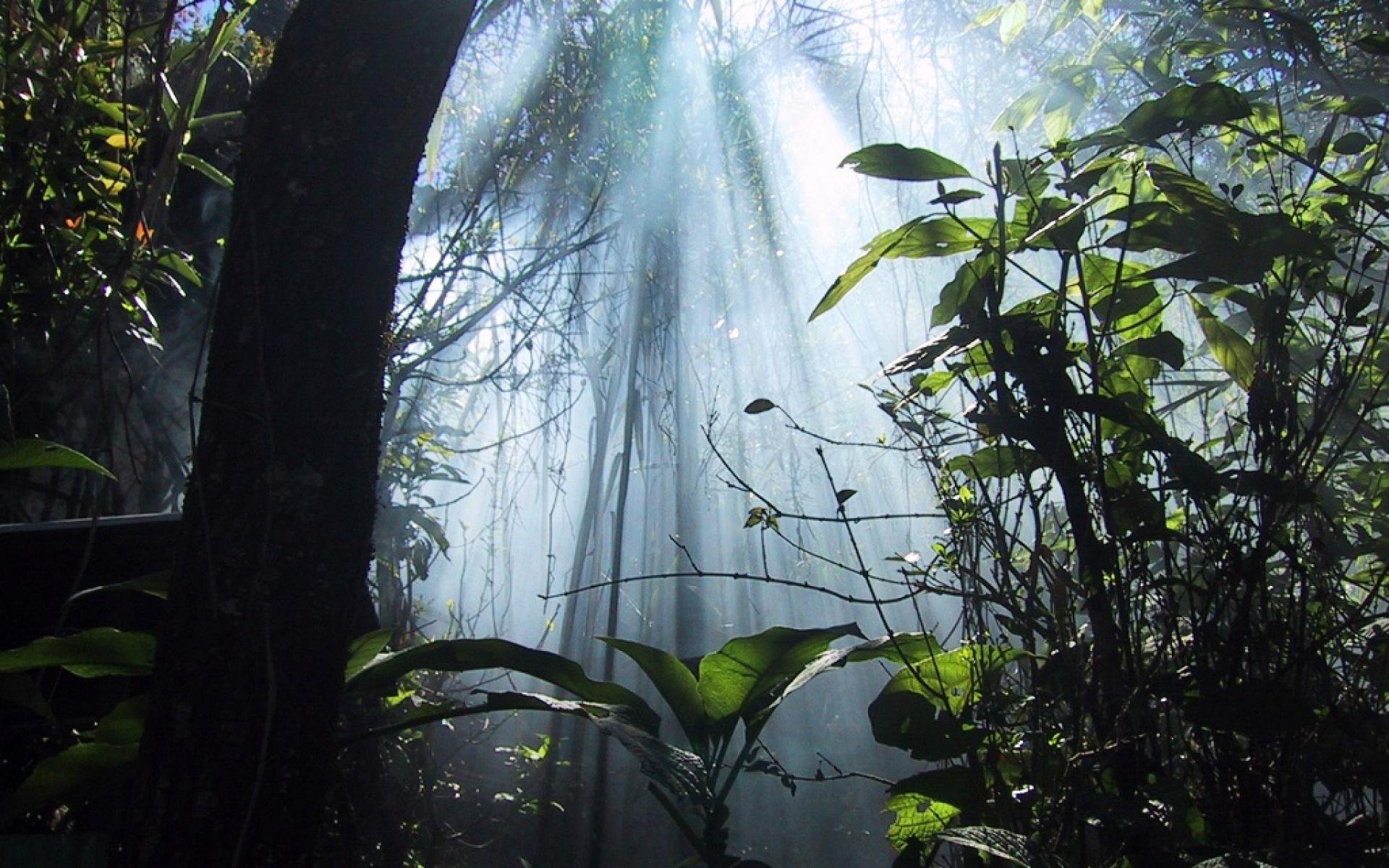 forest, Trees, Nature, Landscape, Tree Wallpaper