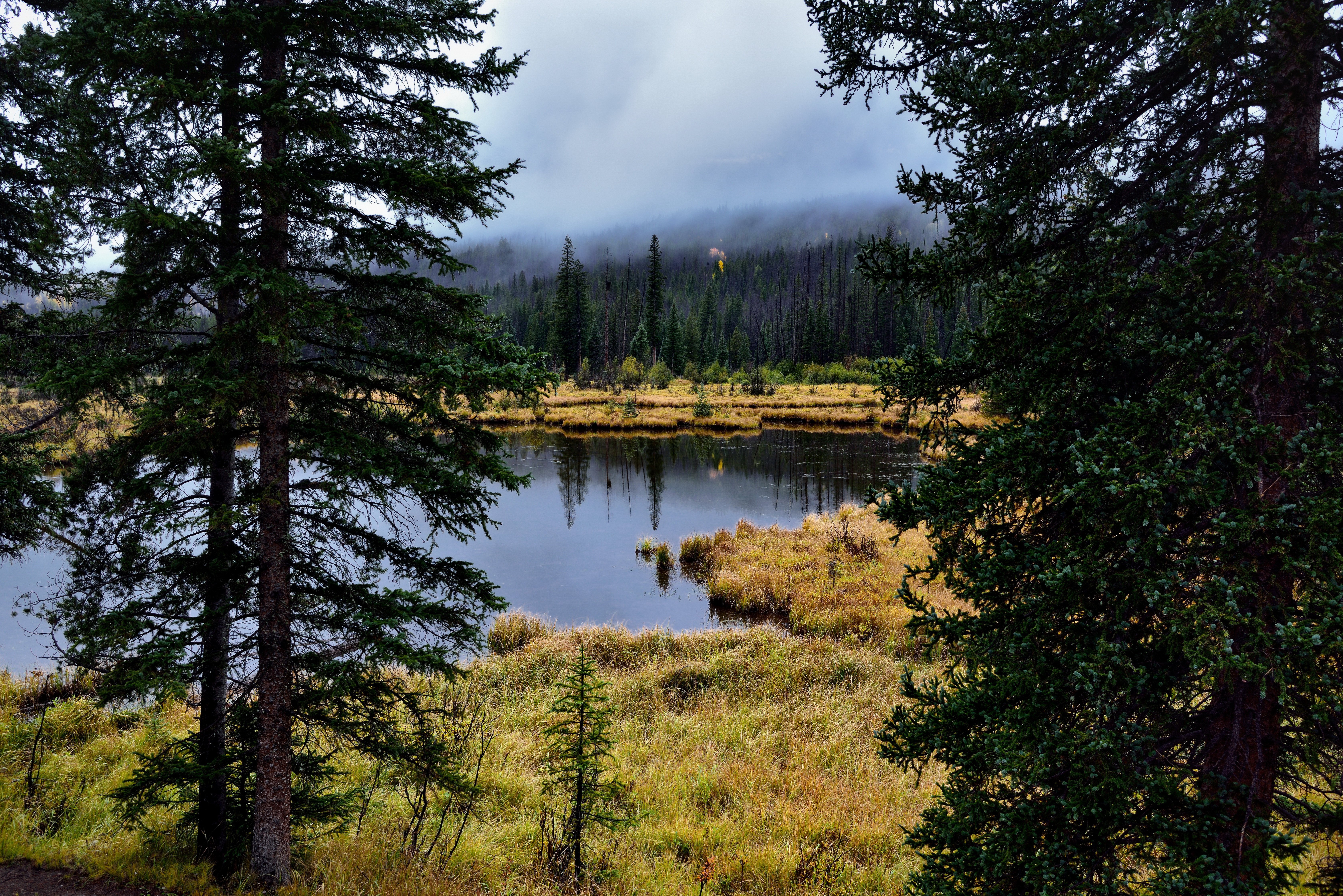 forest, Trees, Nature, Landscape, Tree Wallpaper