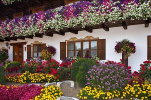 germany, Houses, Roses, Tagetes, Petunia, Bavaria, Reisbach, Cities, Flowers