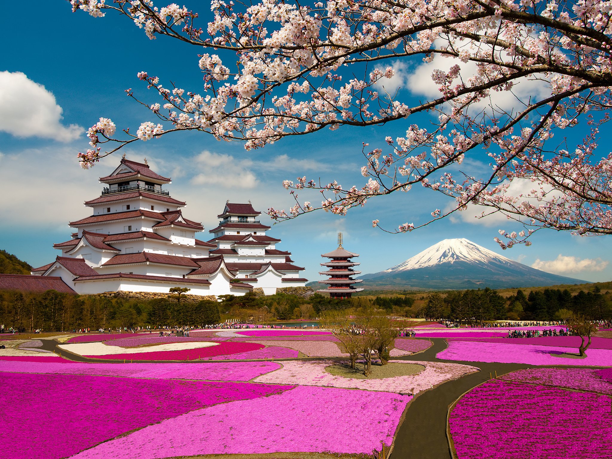 japan, Parks, Mountains, Pagodas, Sakura, Volcano, Branches