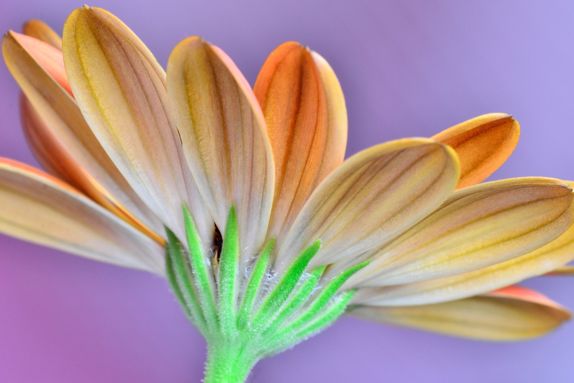 flower Wallpaper