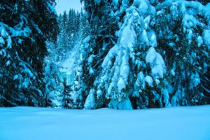 winter, Trees, Spruce, Snow, Landscape