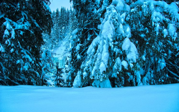 winter, Trees, Spruce, Snow, Landscape HD Wallpaper Desktop Background