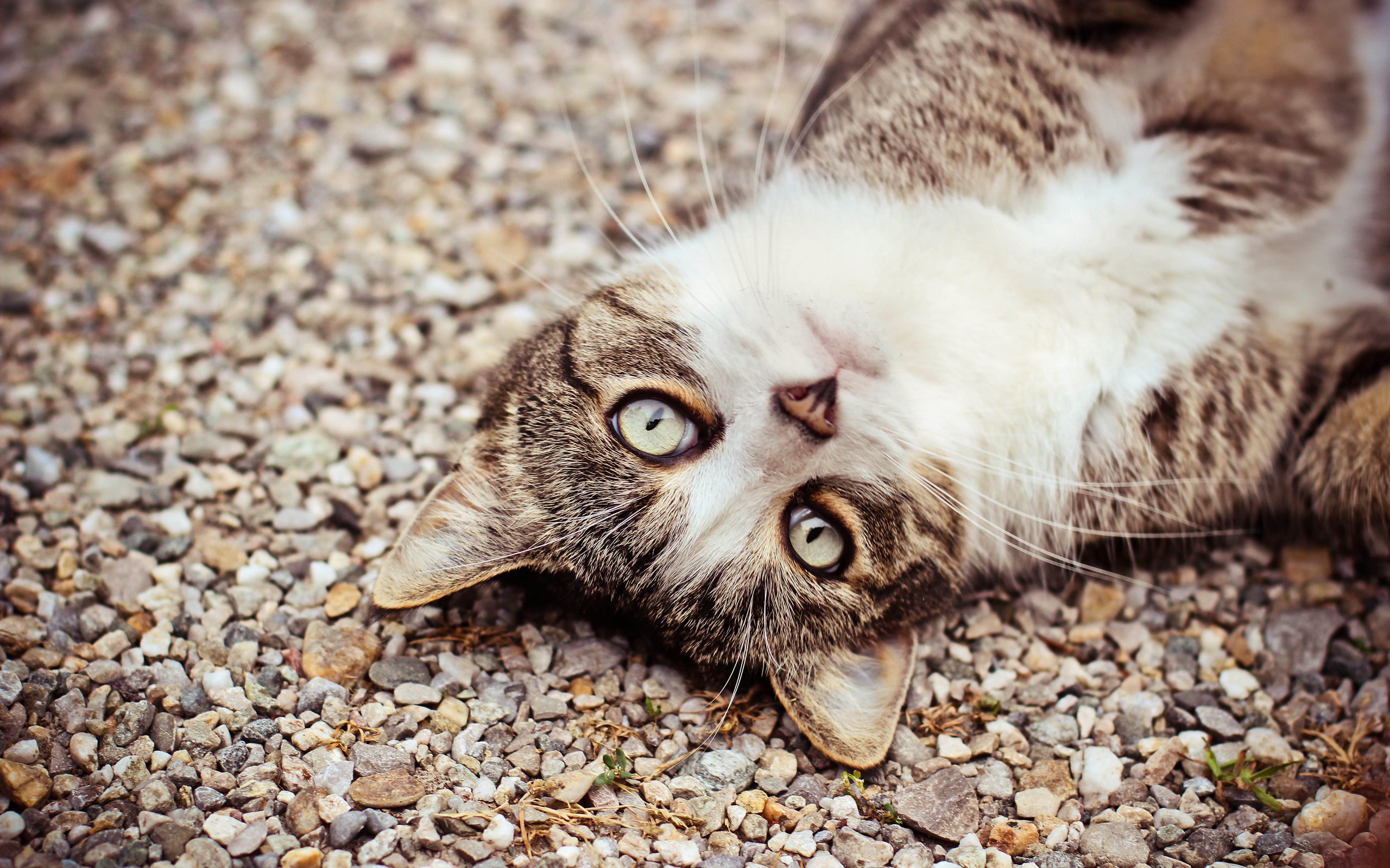 eyes, Face, Cat, Eyes, Pebbles Wallpaper