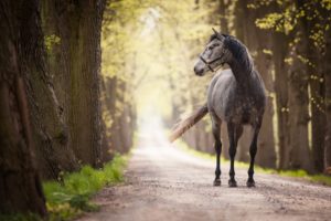 horse, Roads, Animals, Wallpapers