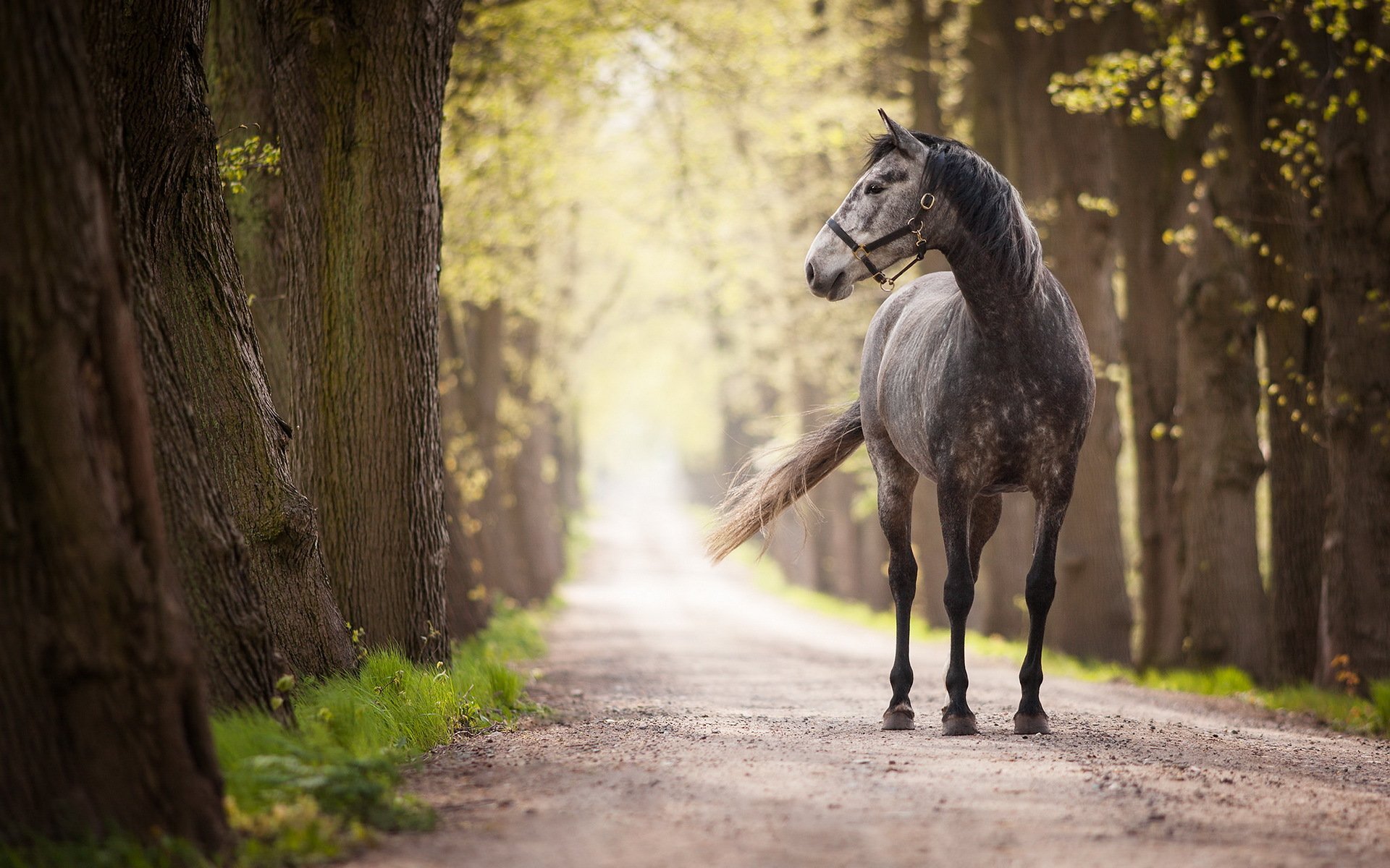 horse, Roads, Animals, Wallpapers Wallpaper