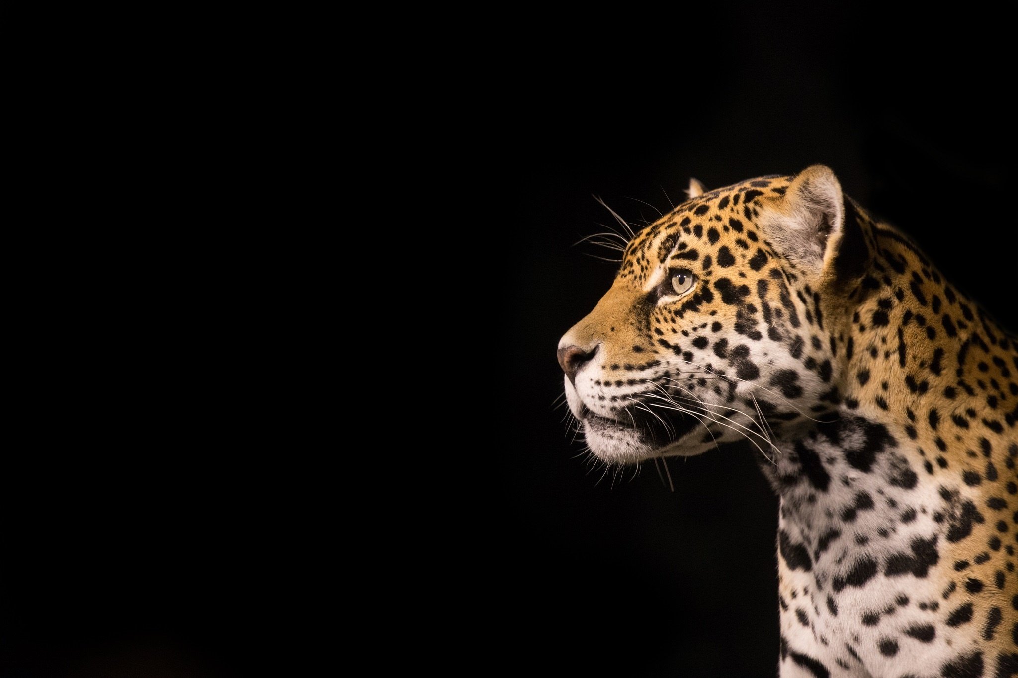 jaguar, Wild, Cat, Predator, Face, Profil Wallpaper