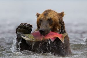 kamchatka, Sockeye, Fish, Bear, Catch, Water, Grizzly