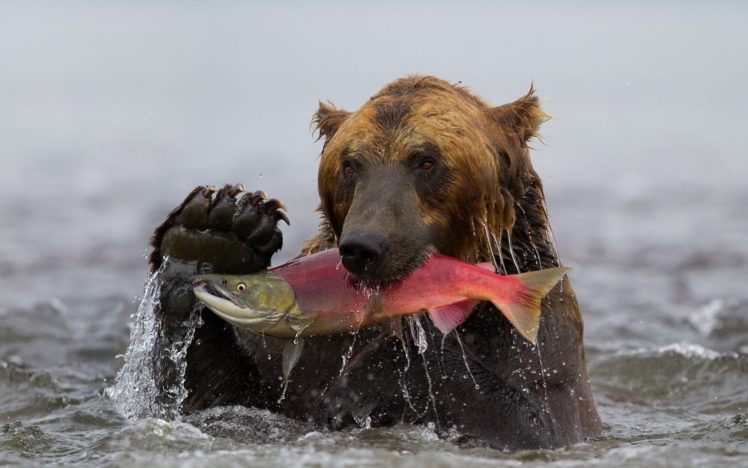 kamchatka, Sockeye, Fish, Bear, Catch, Water, Grizzly HD Wallpaper Desktop Background