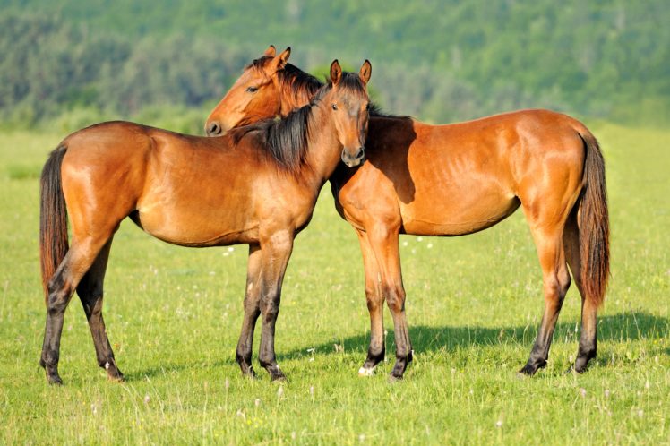 horse, Two, Grass, Animals HD Wallpaper Desktop Background