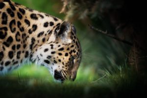 leopard, Head, Animals