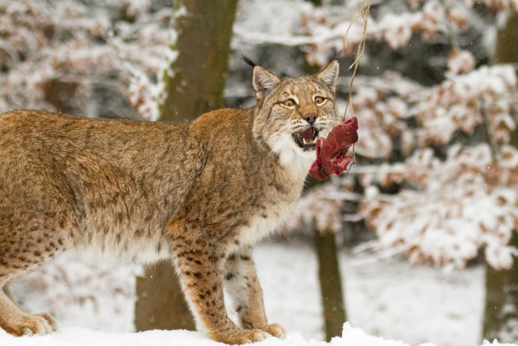 lynx, Animals, Wallpapers HD Wallpaper Desktop Background