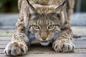 lynx, Cat, Eyes, Claws