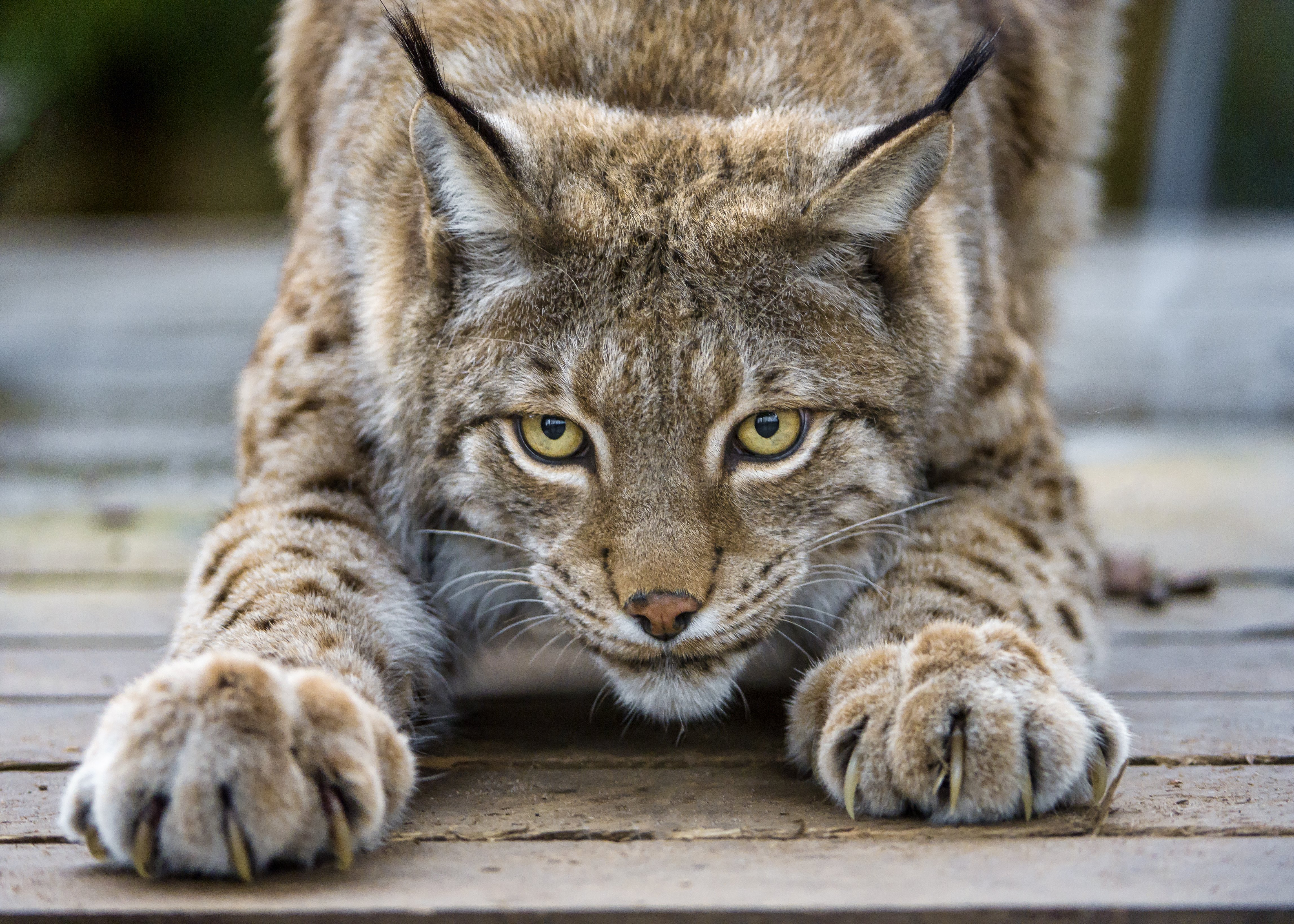 lynx, Cat, Eyes, Claws Wallpaper