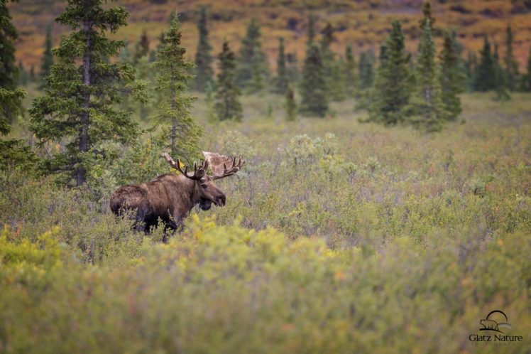 moose, Deer, Elk HD Wallpaper Desktop Background