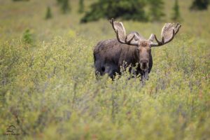 moose, Deer, Elk