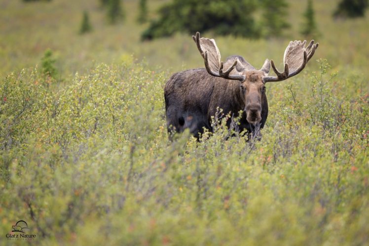 moose, Deer, Elk HD Wallpaper Desktop Background