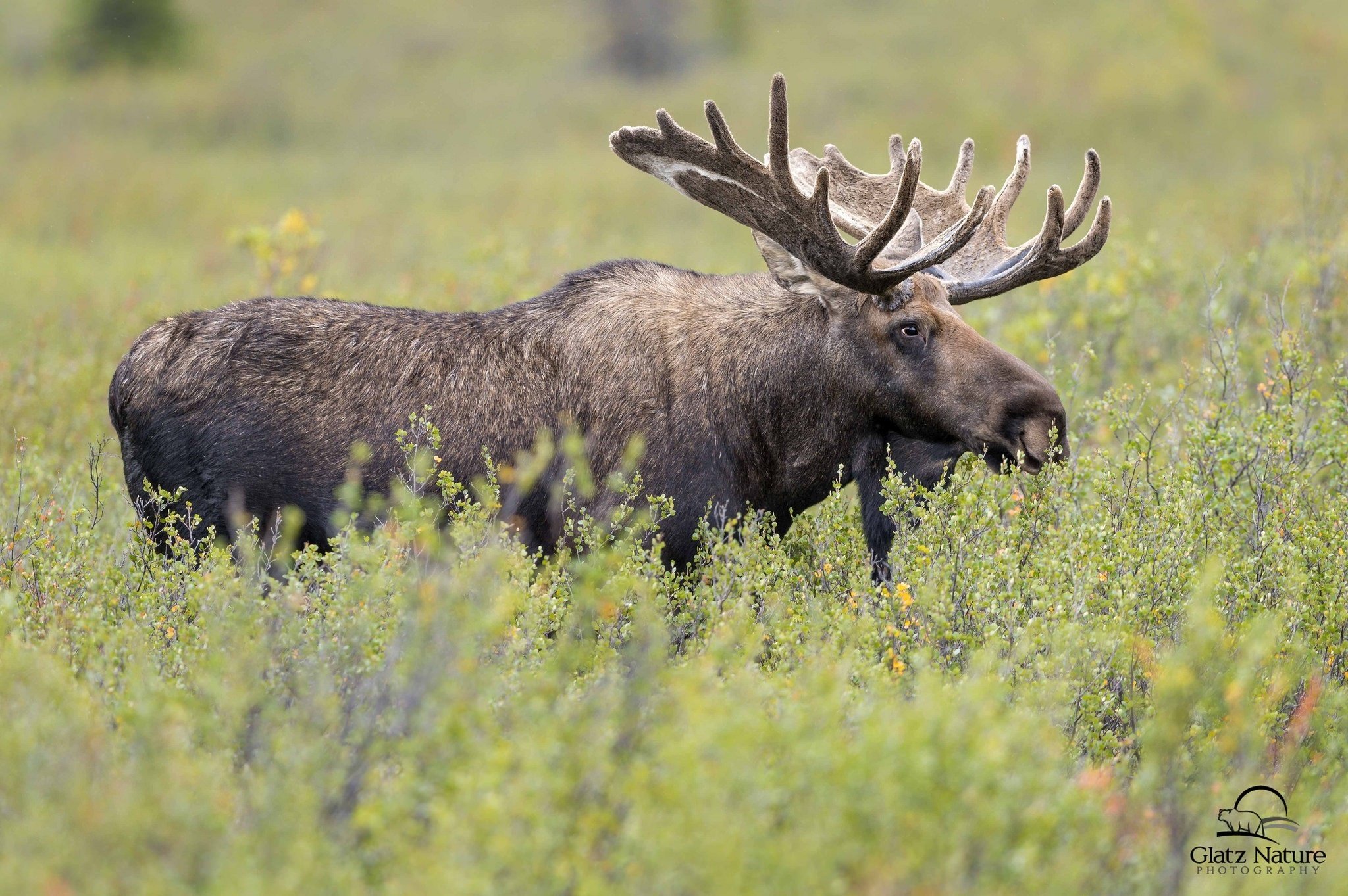 moose, Deer, Elk Wallpaper