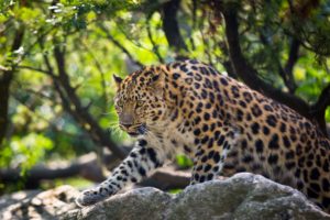 amur, Leopard, Leopard, Wild, Cat, Predator