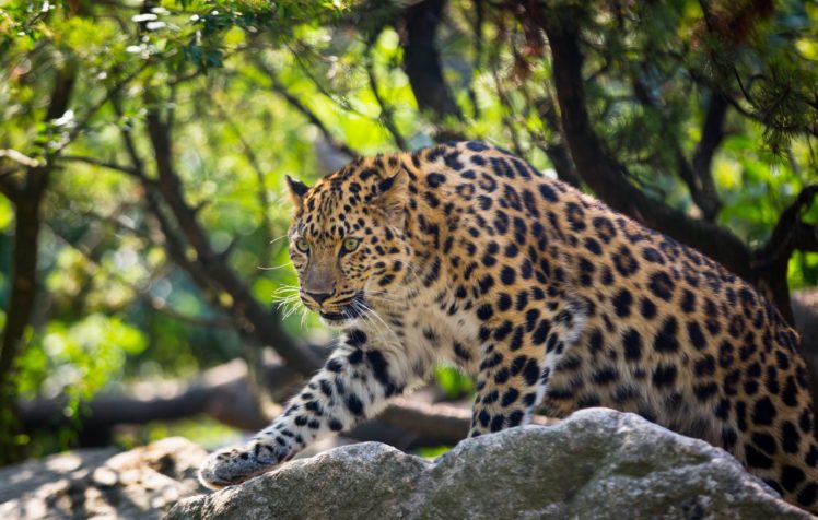 amur, Leopard, Leopard, Wild, Cat, Predator HD Wallpaper Desktop Background