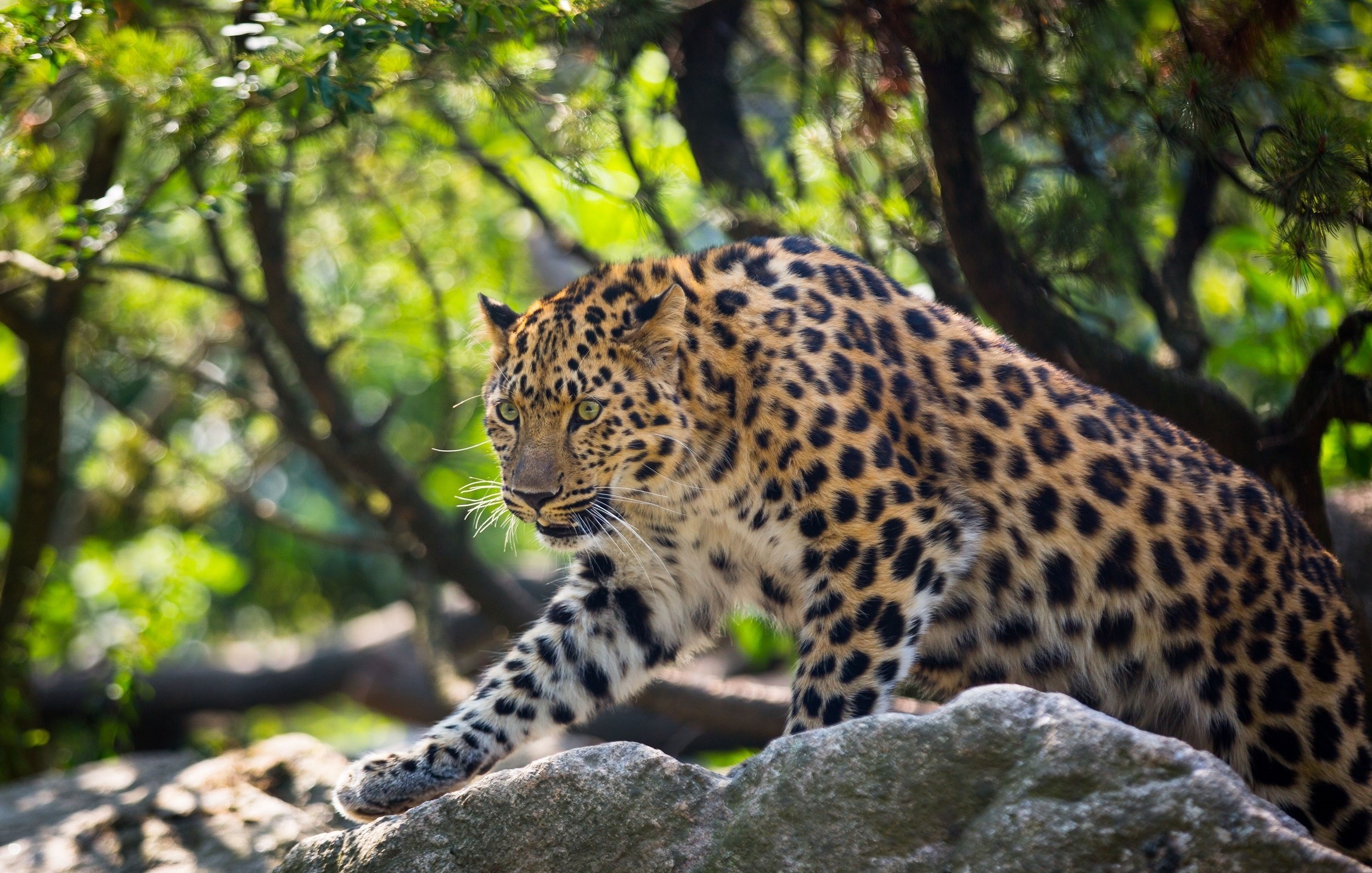 amur, Leopard, Leopard, Wild, Cat, Predator Wallpaper