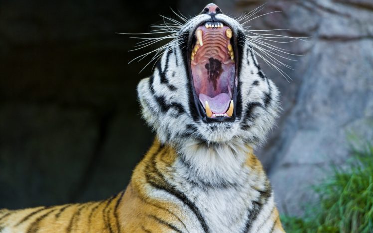 amur, Tiger, Wild, Cat, Fangs, Face, Yawning, Maw HD Wallpaper Desktop Background