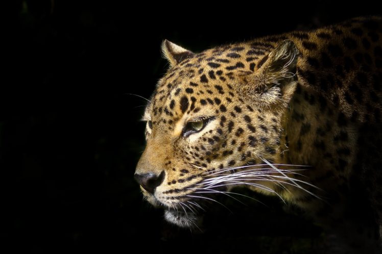big, Cats, Leopard, Snout, Animals HD Wallpaper Desktop Background