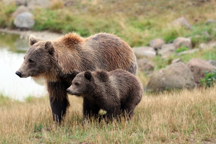 bears, Brown, Bear, Cubs, Two, Grass, Animals HD Wallpaper Desktop Background