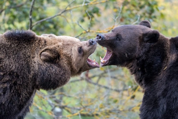 bears, Brown, Bear, Roar, Two, Animals HD Wallpaper Desktop Background