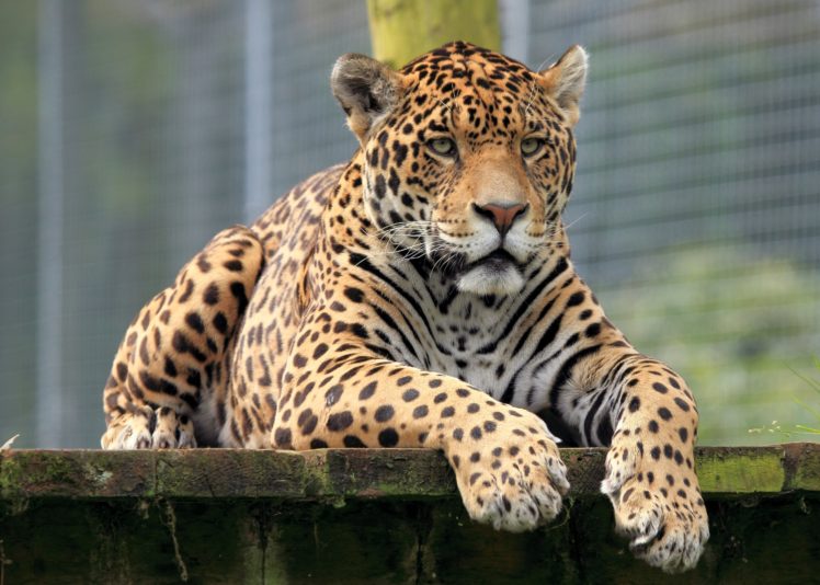 big, Cats, Leopard, Snout, Paws, Animals HD Wallpaper Desktop Background