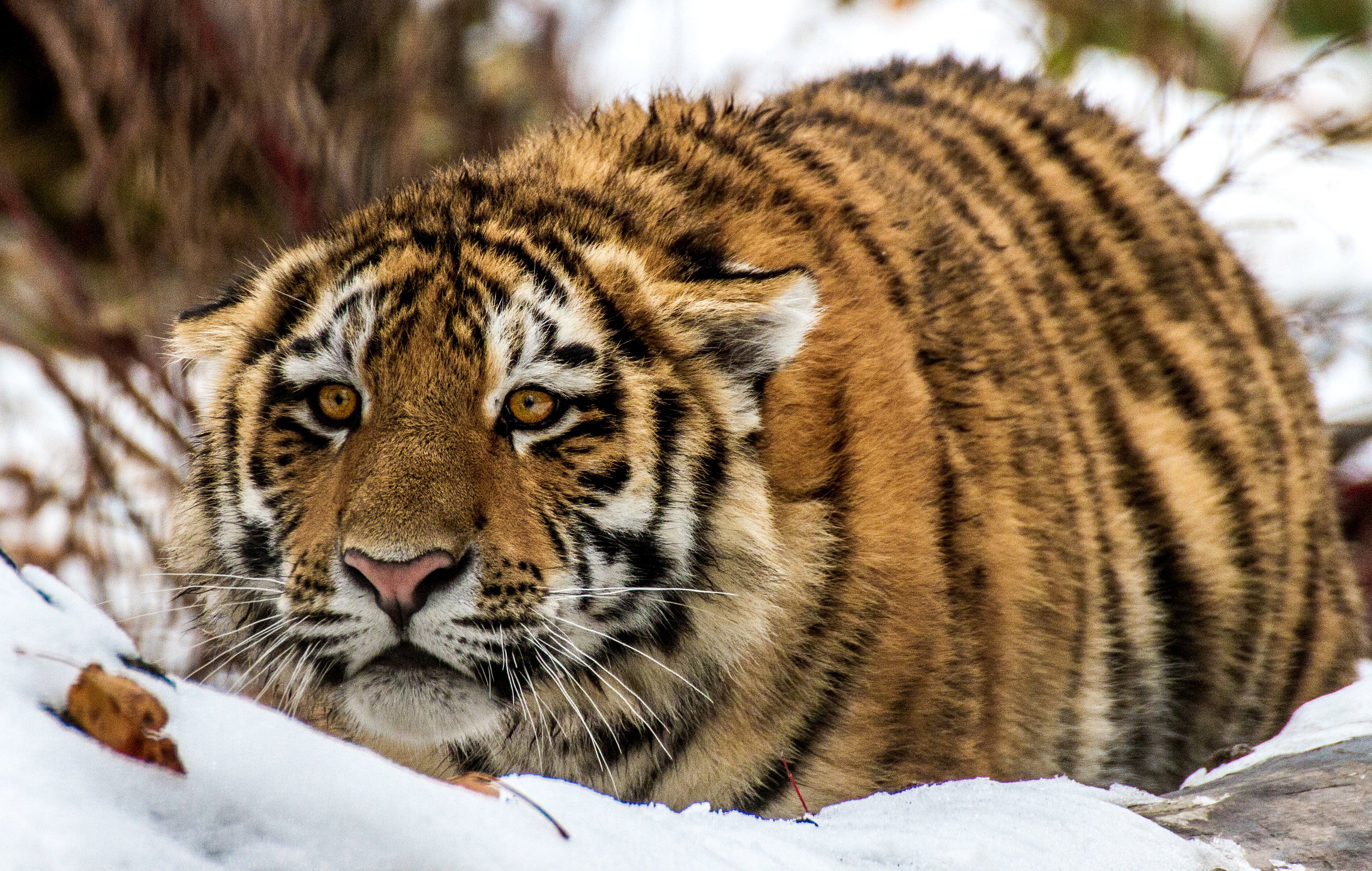 big, Cats, Tiger, Snout, Animals Wallpaper
