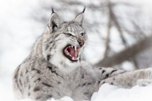 big, Cats, Lynx, Roar, Animals