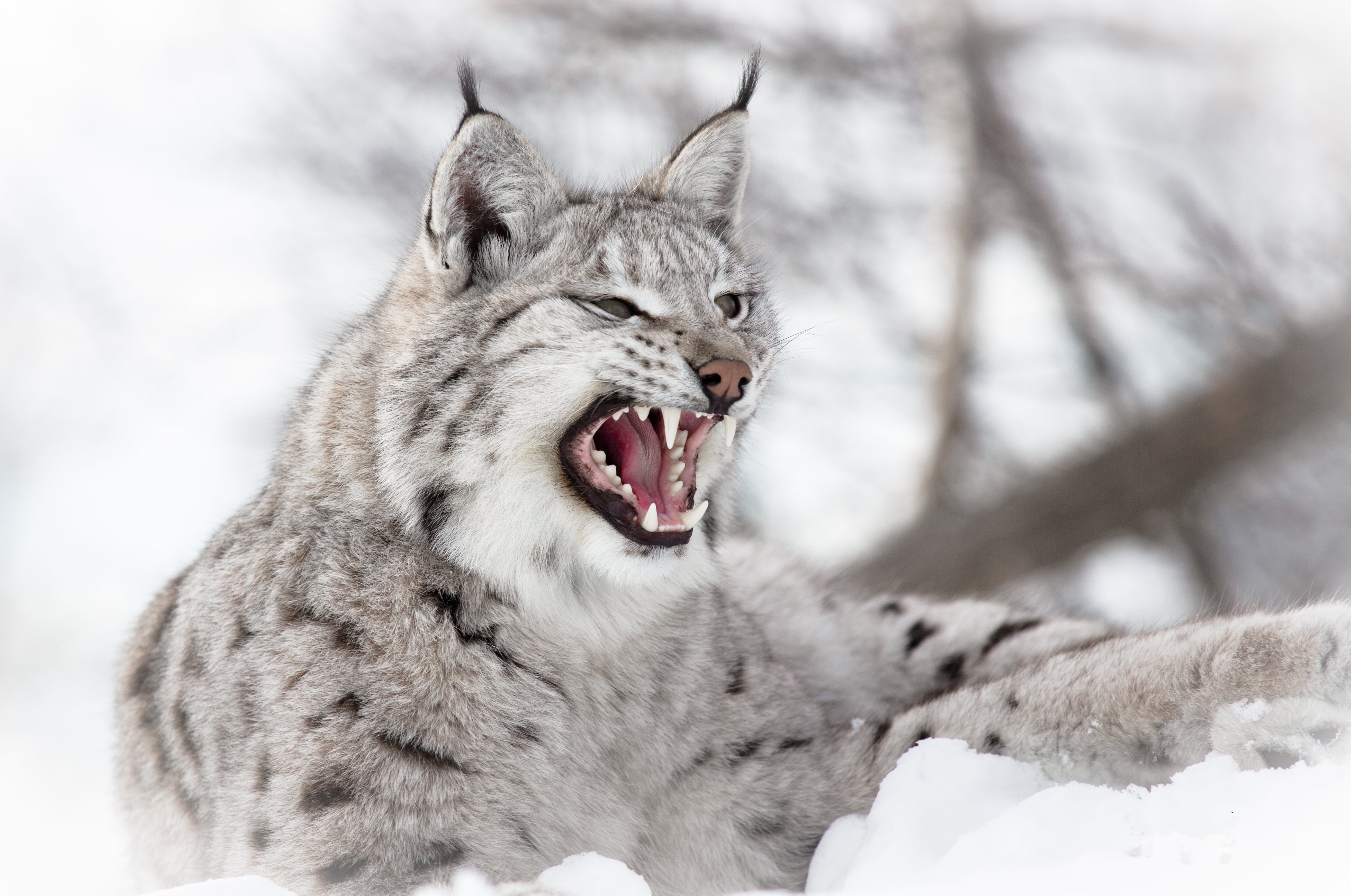 big, Cats, Lynx, Roar, Animals Wallpaper