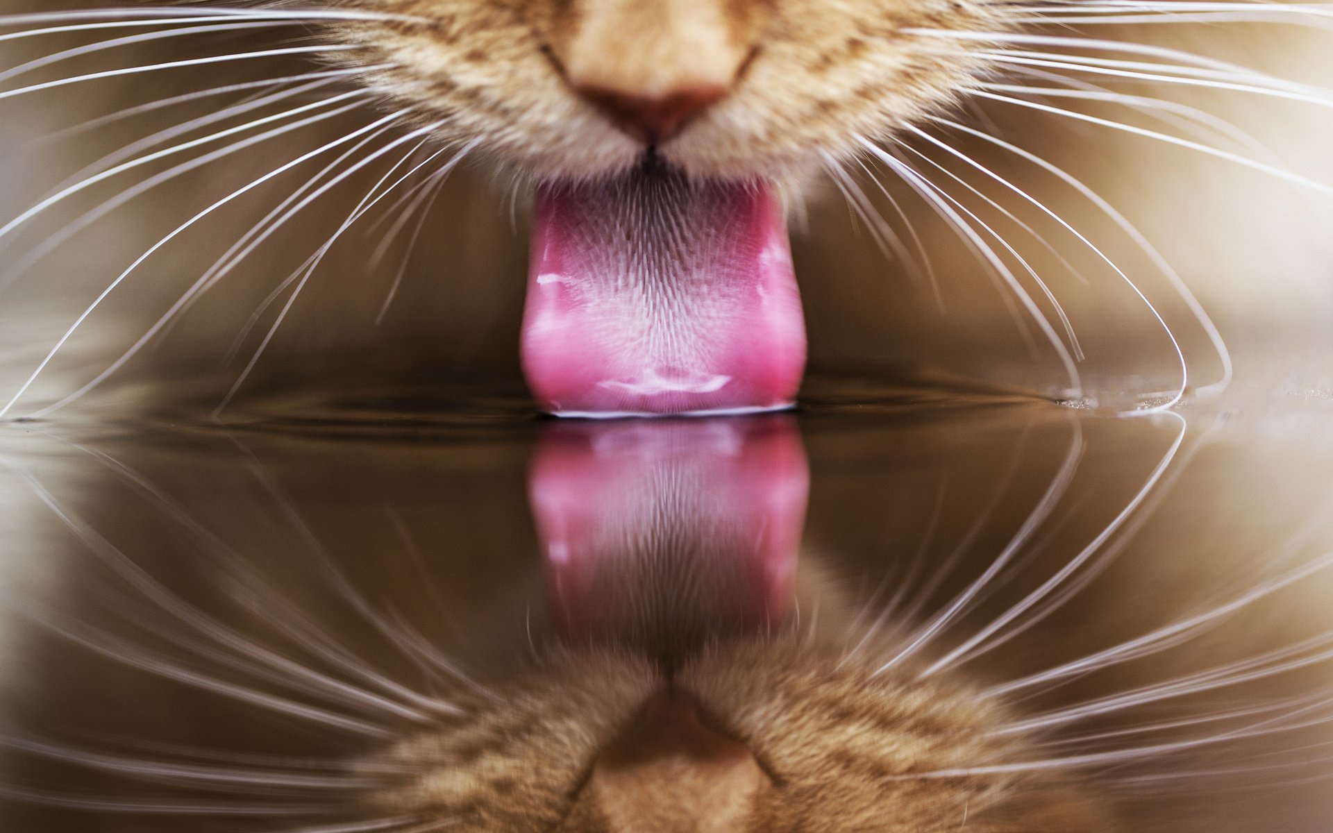cat, Tongue, Red, Reflection, Water Wallpaper