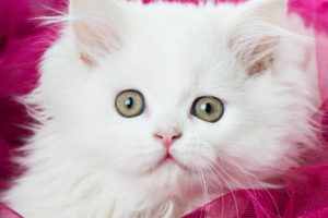 cats, Eyes, Kitten, White, Animals