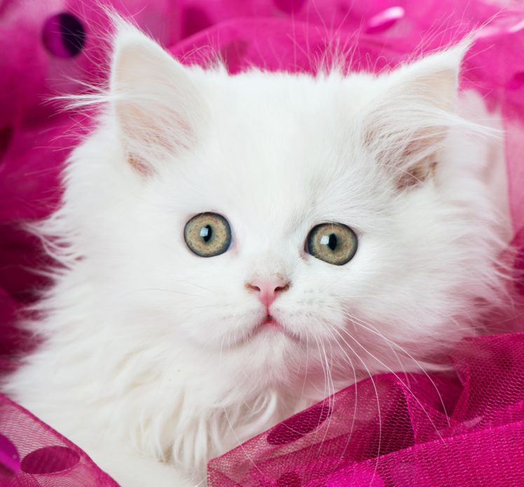 cats, Eyes, Kitten, White, Animals HD Wallpaper Desktop Background