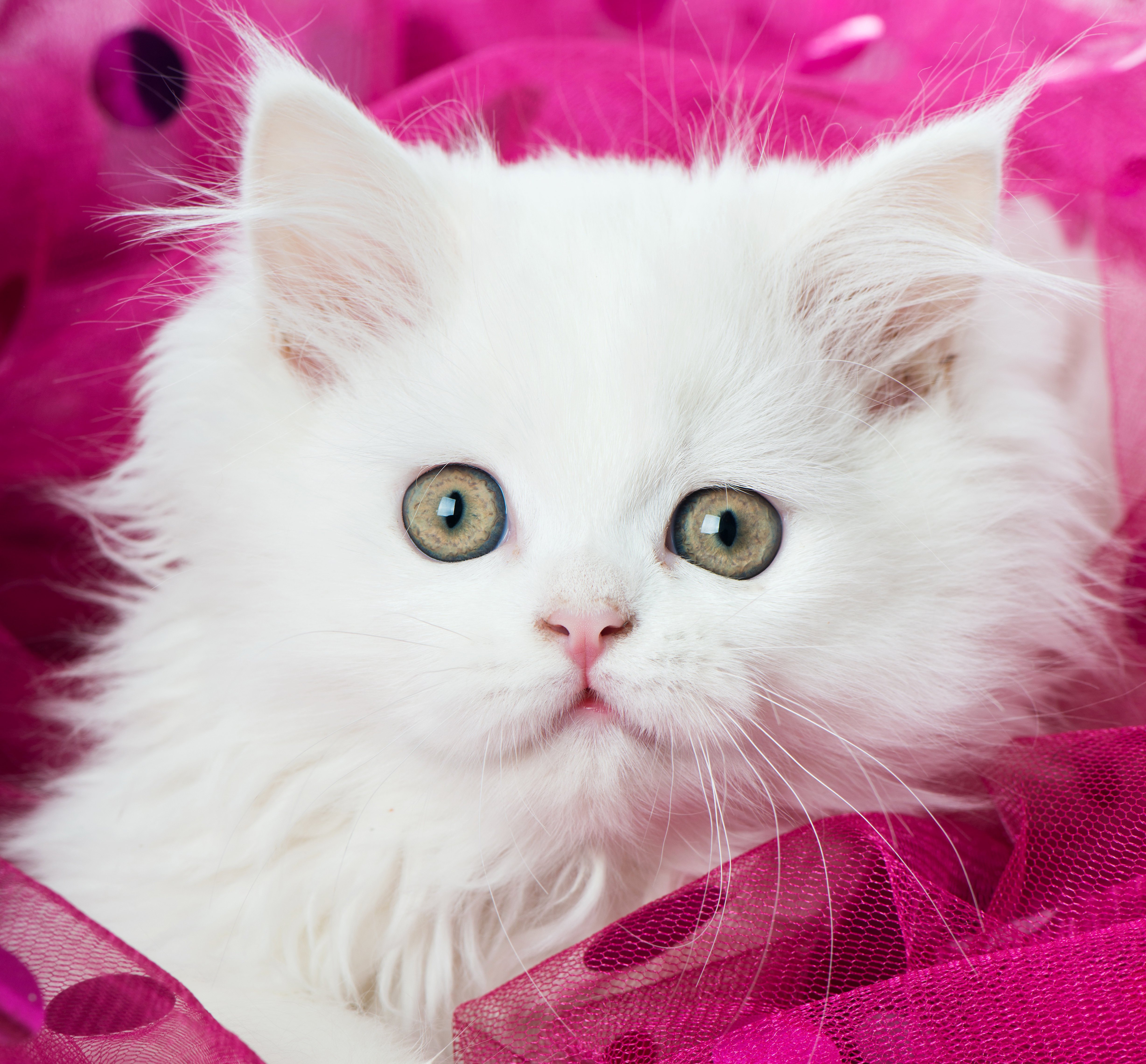 cats, Eyes, Kitten, White, Animals Wallpaper